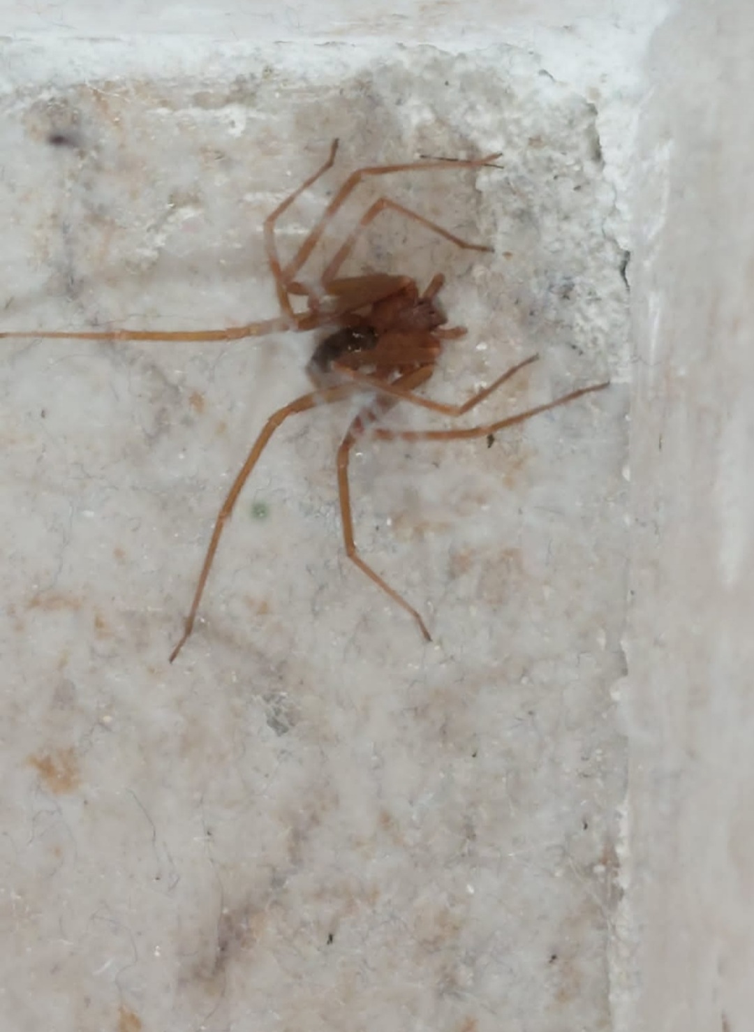 Identificazione araneide